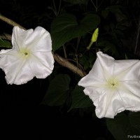 Ipomoea alba L.